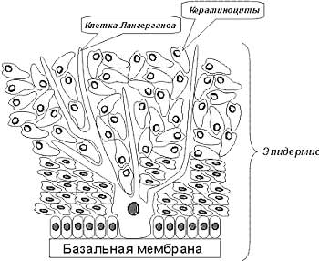 базальная мембрана, клетки Лагеранса